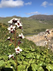 Boykinia richardsonii