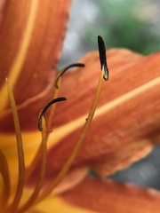 Hemerocallis fulva