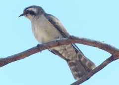 Chrysococcyx osculans