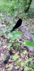 Calopteryx maculata image