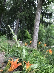 Hemerocallis fulva