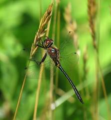 Dorocordulia lepida