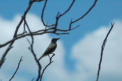 Tyrannus