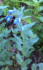 Mertensia paniculata