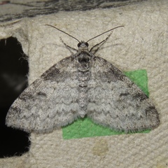 Lobophora nivigerata