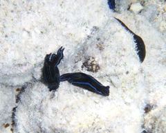 Chelidonura