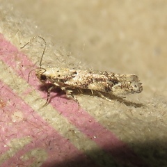 Coleotechnites coniferella