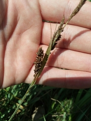 Carex nebrascensis