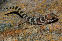 Pachydactylus formosus