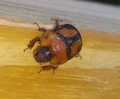 Bolbocerosoma farctum