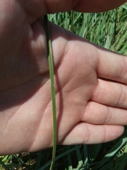 Carex nebrascensis
