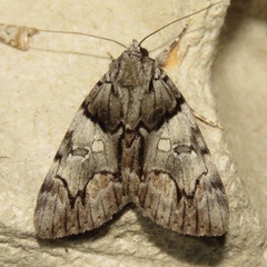 Catocala blandula