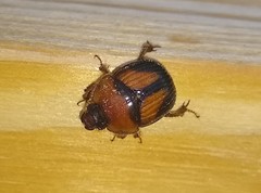 Bolbocerosoma farctum