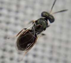 Chalcidoidea