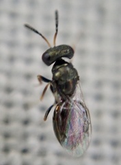 Chalcidoidea