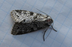 Polia nimbosa