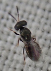 Chalcidoidea