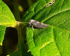 Populicerus