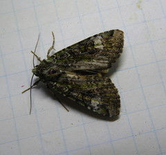Anaplectoides prasina