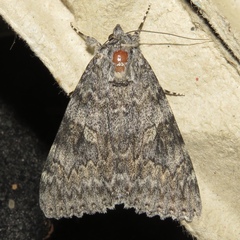 Catocala semirelicta