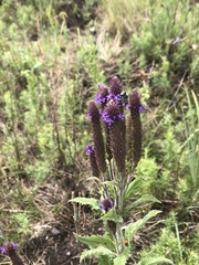 Verbena macdougalii