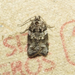 Acleris variana