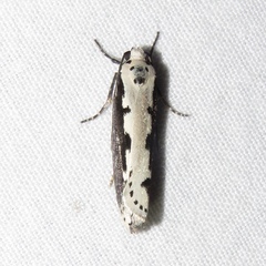 Ethmia bipunctella