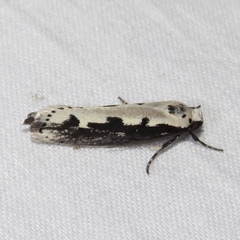 Ethmia bipunctella