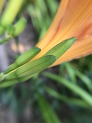 Hemerocallis fulva