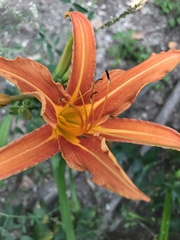 Hemerocallis fulva
