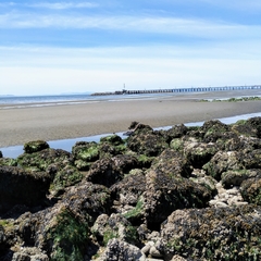Ardea herodias