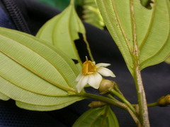 Blakea henripittieri