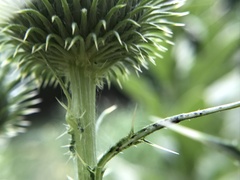 Cirsium vulgare