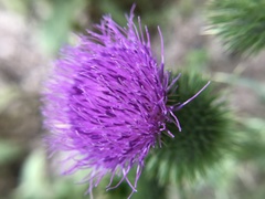Cirsium vulgare