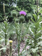 Cirsium vulgare