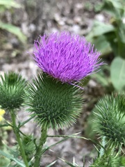 Cirsium vulgare
