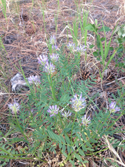 Astragalus laxmannii