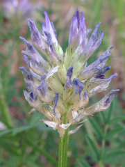 Astragalus laxmannii