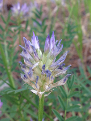 Astragalus laxmannii