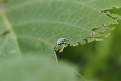 Eugnathus distinctus