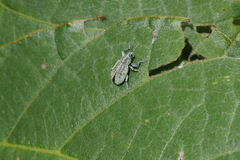 Eugnathus distinctus