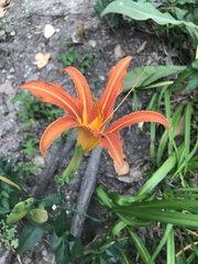 Hemerocallis fulva