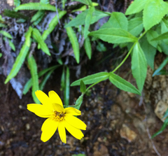 Arnica amplexicaulis