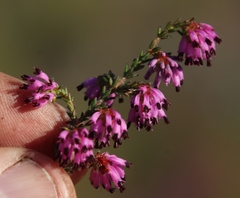 Erica glabella