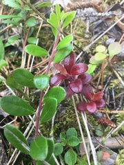 Exobasidium uvae-ursi