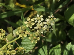 Veratrum hybridum