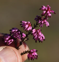 Erica glabella