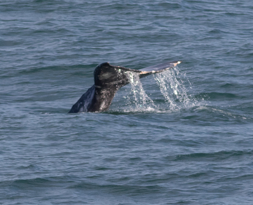 Gray whale