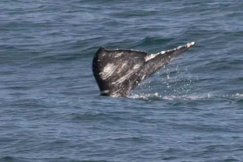 Gray whale