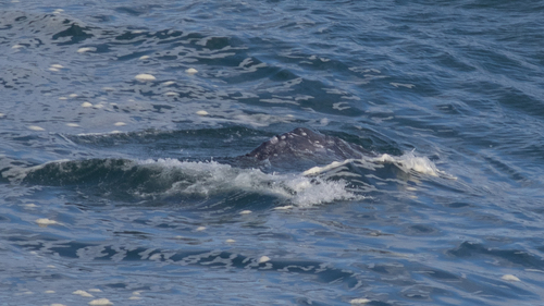 Gray whale